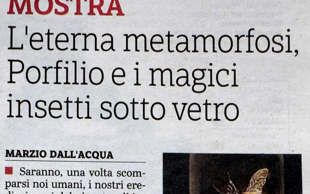 L’eterna metamorfosi, Porfilio e i magici insetti sotto vetro